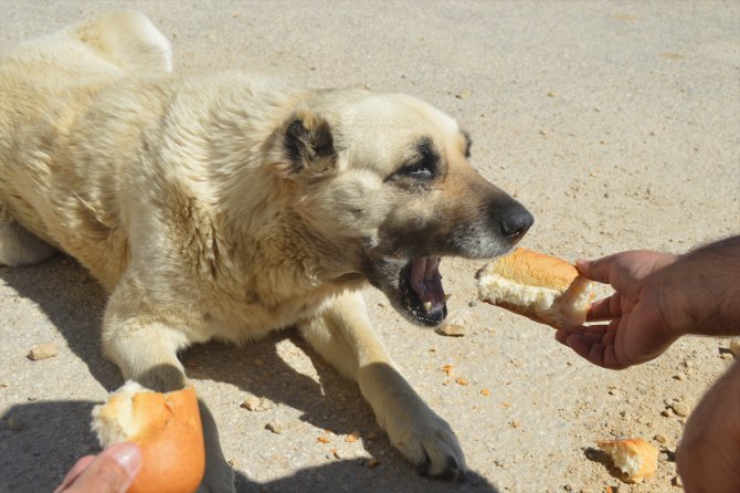 Afyonkarahisar'da sokak hayvanları "vefa" eliyle beslendi