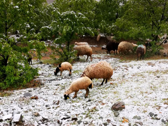 Mayıs sonunda yağan kar Erzincanlı besicileri yayladan köye döndürdü