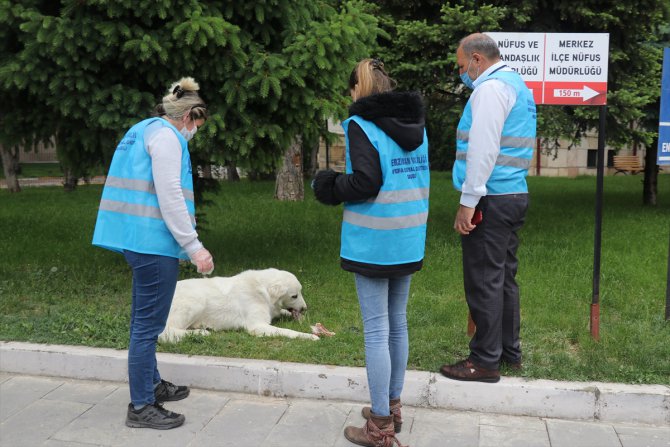 "Vefalı eller" Erzincan'da sokak hayvanlarının aç kalmaması için doğaya yem bıraktı
