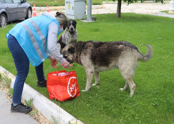 "Vefalı eller" Erzincan'da sokak hayvanlarının aç kalmaması için doğaya yem bıraktı
