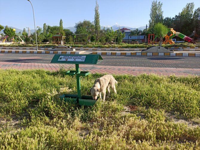Iğdır'daki sokak hayvanları 4 günlük kısıtlamada aç ve susuz kalmadı