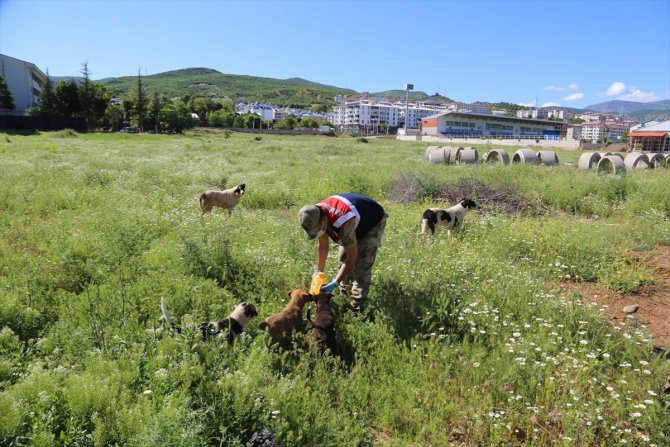 Tunceli'de "Vefa"lı eller sokak hayvanları unutmadı