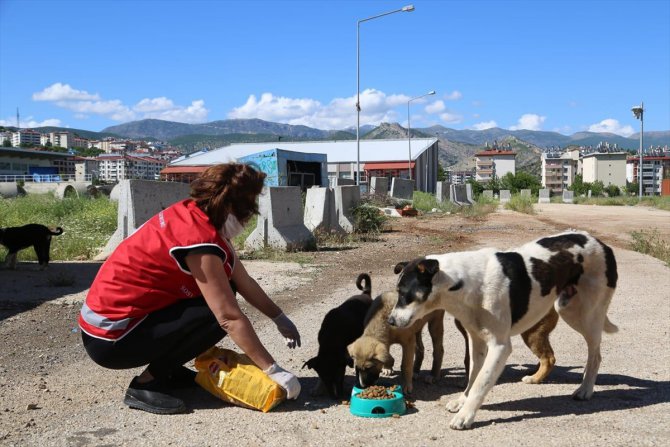Tunceli'de "Vefa"lı eller sokak hayvanları unutmadı