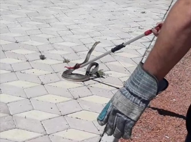Erzincan'da çocuk parkındaki 2 metrelik yılan itfaiye ekiplerince yakalandı
