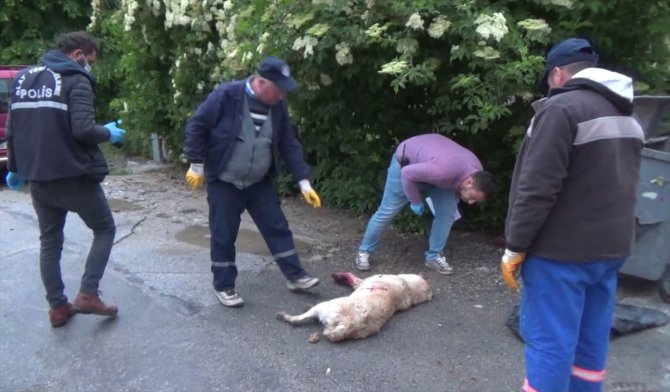 Kütahya'da sokak köpeği silahla vuruldu
