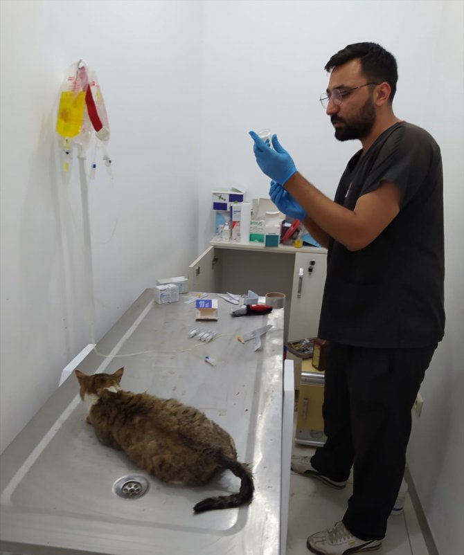 Mersin'de otomobilin çarptığı gebe kedi dördüz yavruladı