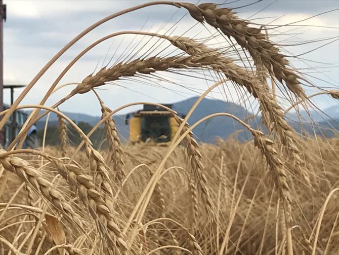 Söke Ovası'nda buğday ekim alanı yüzde 100 arttı