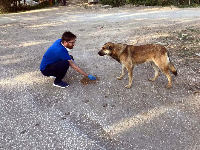 Tokat'ta iki öğretmen sokakları gezerek hayvanları besliyor