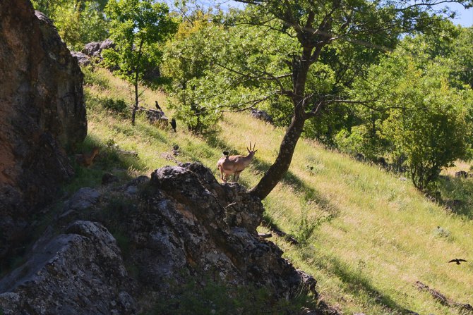 Tunceli'de koruma altındaki yaban keçileri beslenirken görüntülendi