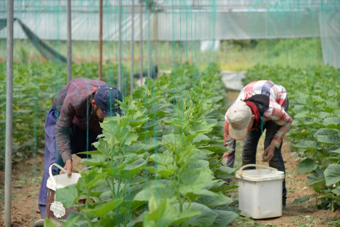 Güney Marmara seralarında salatalık hasadı "sosyal mesafeli" yapılıyor
