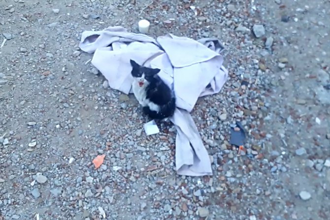 Elazığ'da ağır hasarlı binada mahsur kalan kedi ve 2 yavrusu kurtarıldı