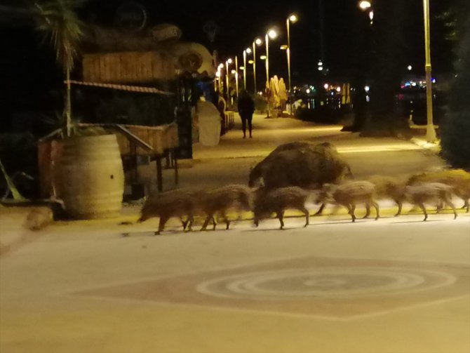 Marmaris'te aç kalan yaban domuzları plaja indi