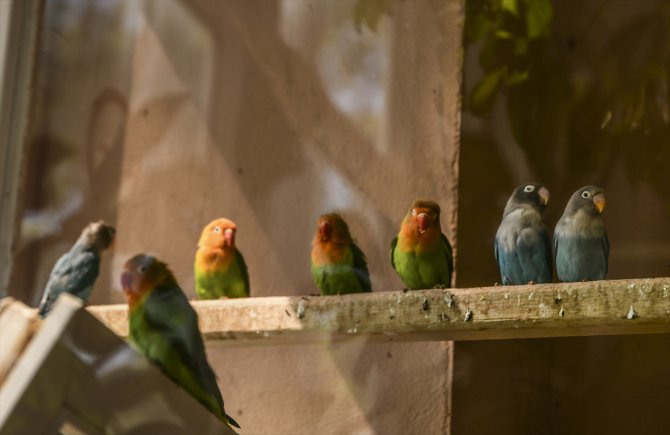 Sınırda yakalanan 200 cennet papağanı Gaziantep'e getirildi