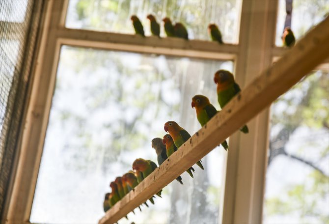 Sınırda yakalanan 200 cennet papağanı Gaziantep'e getirildi
