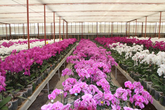 Antalya'da serada yetiştirilen rengarenk orkideler sahiplerini bekliyor