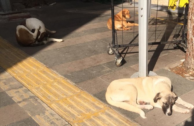 GÜNCELLEME - Manisa'da sokak köpeğine sopayla vuran kişi hakkında adli kontrol kararı