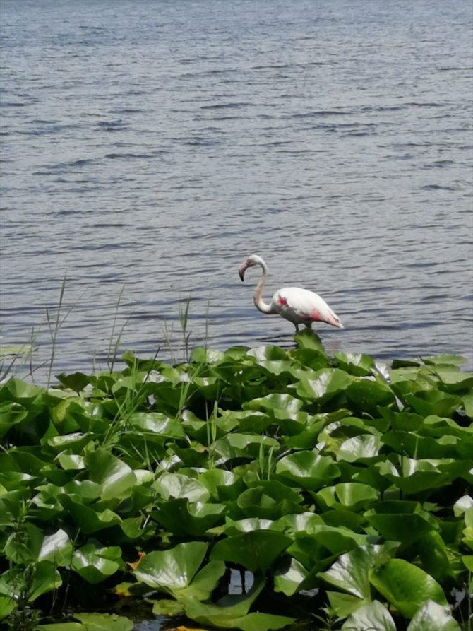 Sakarya'da tedavisi tamamlanan flamingo doğaya bırakıldı