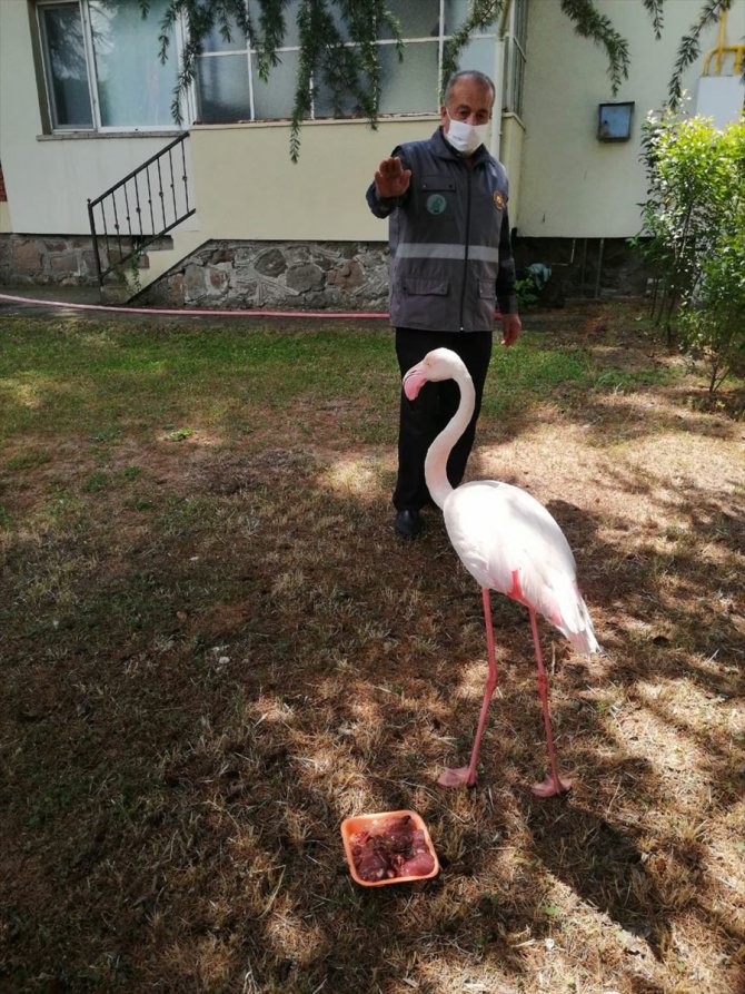 Sakarya'da tedavisi tamamlanan flamingo doğaya bırakıldı