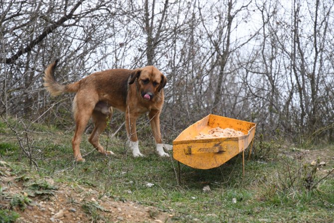 Samsun'da salgında sokak hayvanları için çeşitli noktalara 47 ton mama bırakıldı