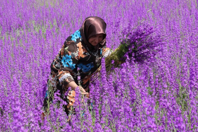 Yozgat'ta tarlalarda açan rengarenk çiçekler görsel şölen sunuyor