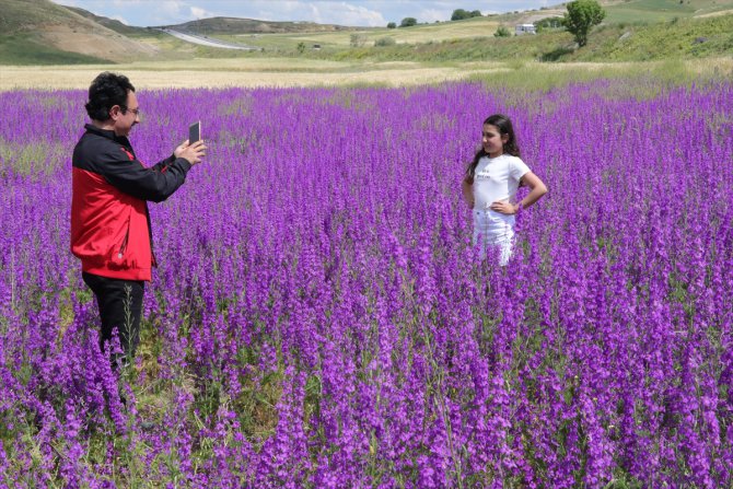 Yozgat'ta tarlalarda açan rengarenk çiçekler görsel şölen sunuyor