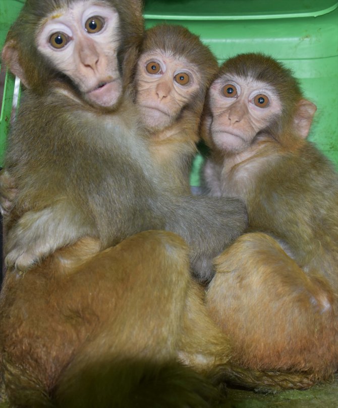 Ağrı'da yakalanan 4 yavru maymun Gaziantep'e getirildi