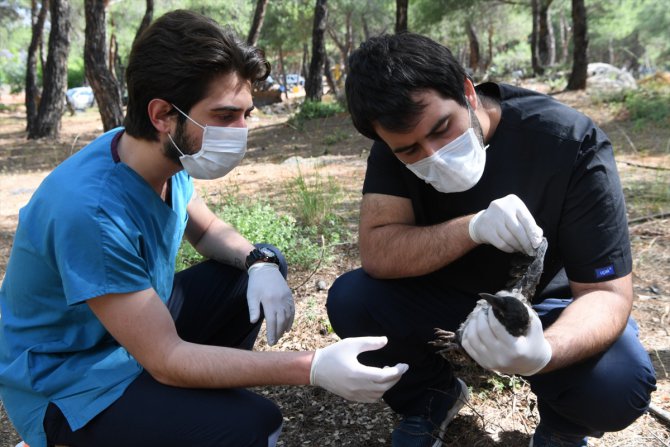 Antalya'da yaralı bulunan karga tedavi altına alındı