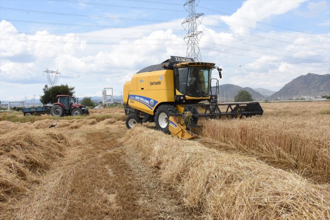 Aydın'da buğdayda 74 bin tonluk rekolte beklentisi