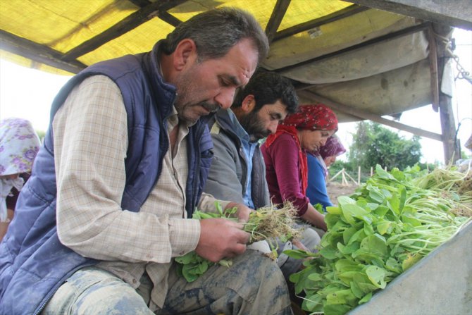 Bafra Ovası'nda tütün ekimi başladı