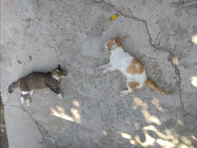 Edirne'de köpek ve kedilerin zehirlendiği iddiası