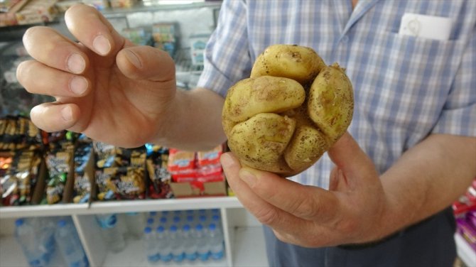 Mersin'de yumruk şeklindeki patates görenleri şaşırtıyor
