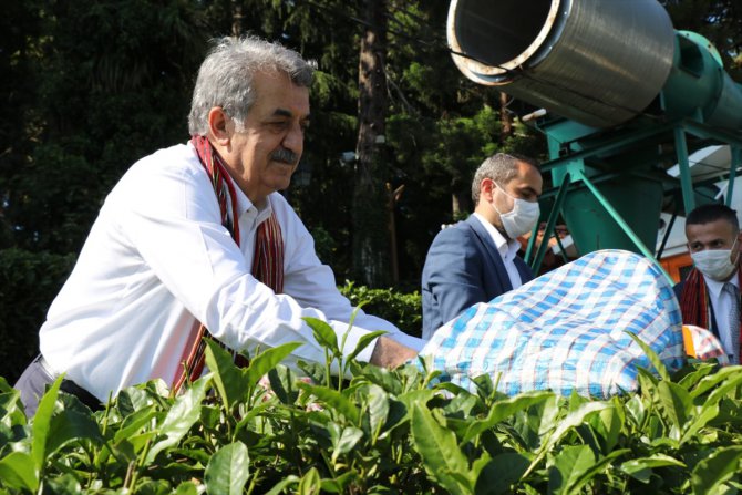 AK Parti Genel Başkan Yardımcısı Yazıcı çay fabrikasını ziyaret etti:
