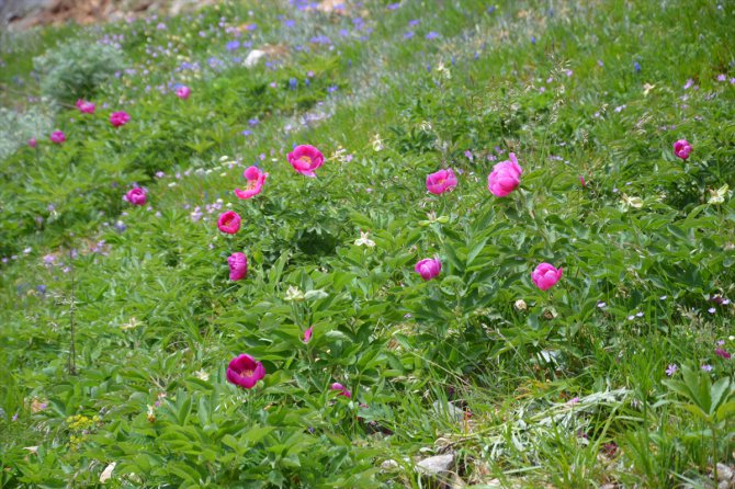 Dikmen Yaylası'ndaki şakayık çiçekleri koruma altına alındı