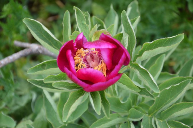 Dikmen Yaylası'ndaki şakayık çiçekleri koruma altına alındı