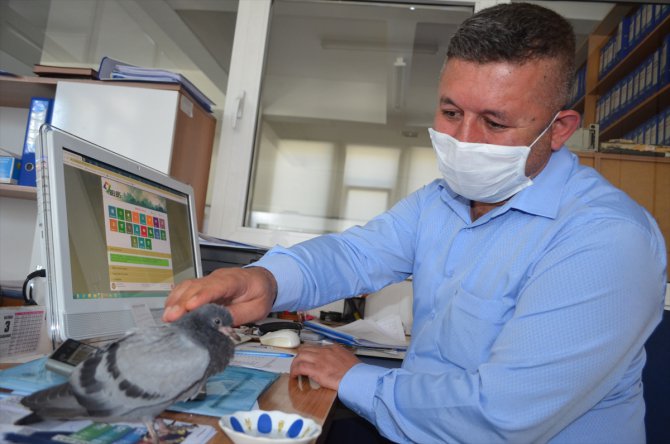 Kayseri'de yuvasından düşen yavru güvercine belediye personeli sahip çıktı