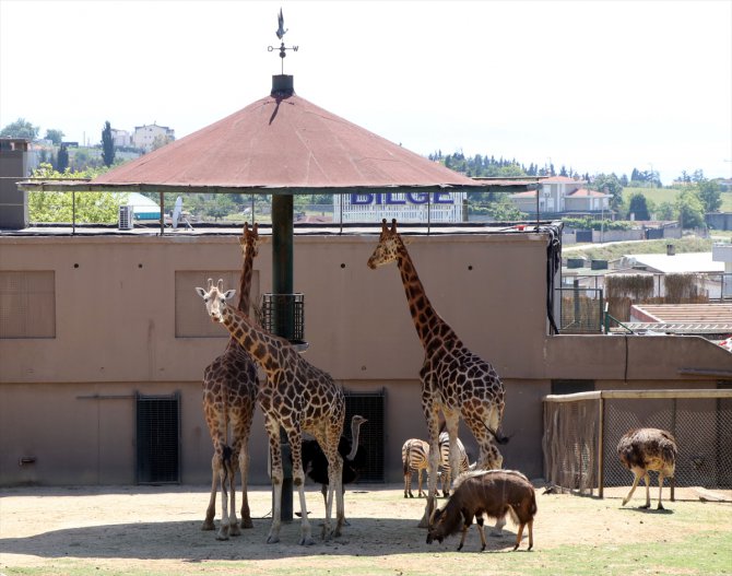 Kocaeli'ndeki hayvanat bahçesi kapılarını yeniden ziyarete açtı