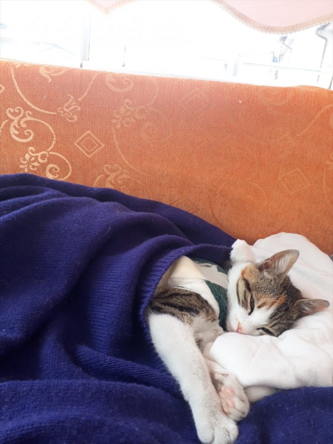 Sivas'ta yürüyemeyen sokak kedisi "Şanslı" tedavi edildi