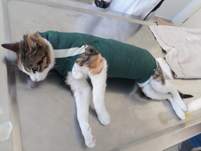 Sivas'ta yürüyemeyen sokak kedisi "Şanslı" tedavi edildi