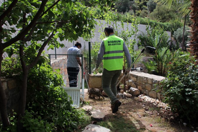 Bodrum'da yaban domuzu sürüsü site bahçesine girdi