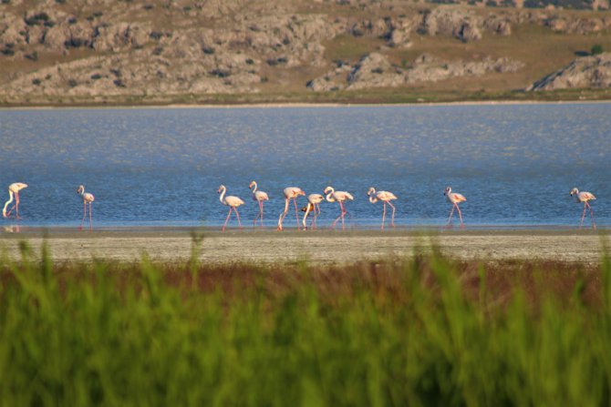 Burdur Yarışlı Gölü'nde flamingo yoğunluğu