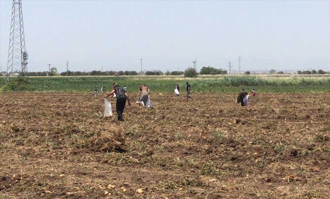 Adana'da patates tarlasında başakçılar arasında silahlı kavga: 4 yaralı