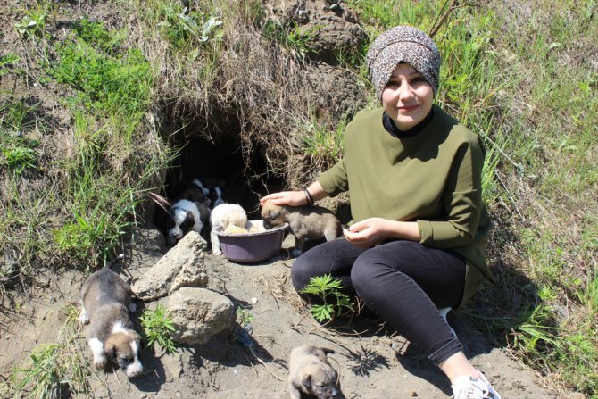 Toprağın altına yuva kazan köpek ve 14 yavrusuna hayvanseverler sahip çıktı