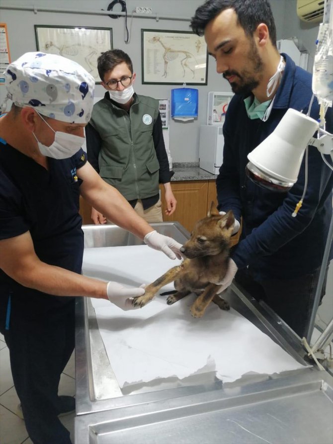 Yaralı yavru kurt Ormanya'da tedaviye alındı