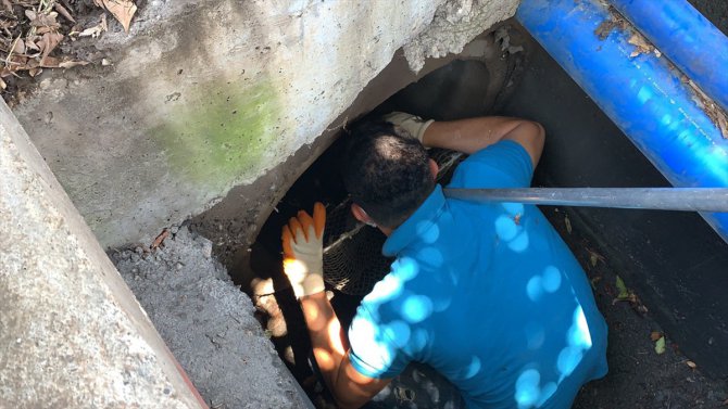 Antalya'da kanalizasyon borusuna sıkışan kedi yavrusu kurtarıldı