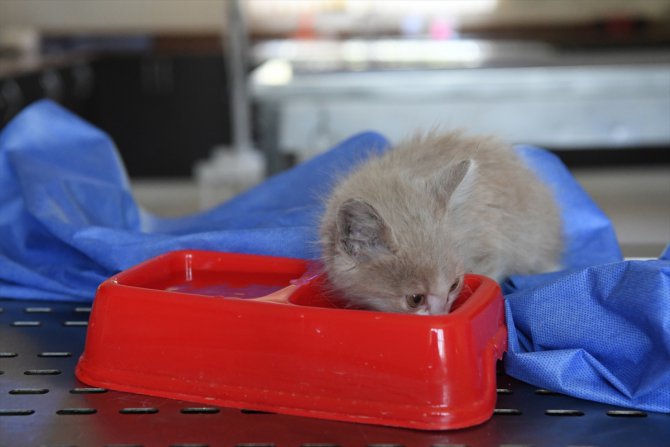 Antalya'da kanalizasyon borusuna sıkışan kedi yavrusu kurtarıldı