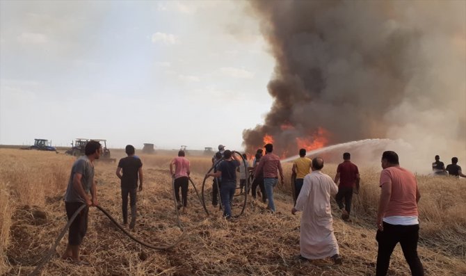 Şanlıurfa'da 100 dönüm buğday ekili alan yandı