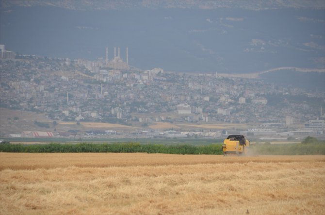 Kahramanmaraş'ta buğday hasadı başladı