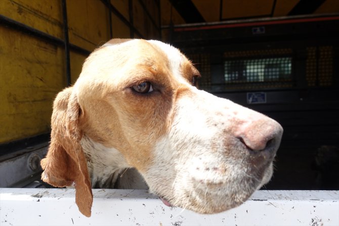 Kırklareli'nde ormanlık alanda telef olmuş 12 sokak köpeği bulundu