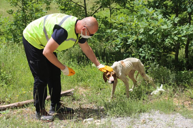 GÜNCELLEME 2 - Kırklareli'nde ormanlık alanda telef olmuş 12 sokak köpeği bulundu