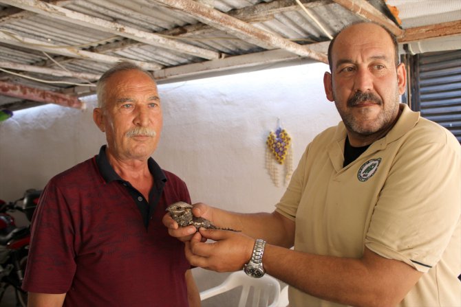 Mersin'de yaralı bulunan çobanaldatan kuşu tedaviye alındı